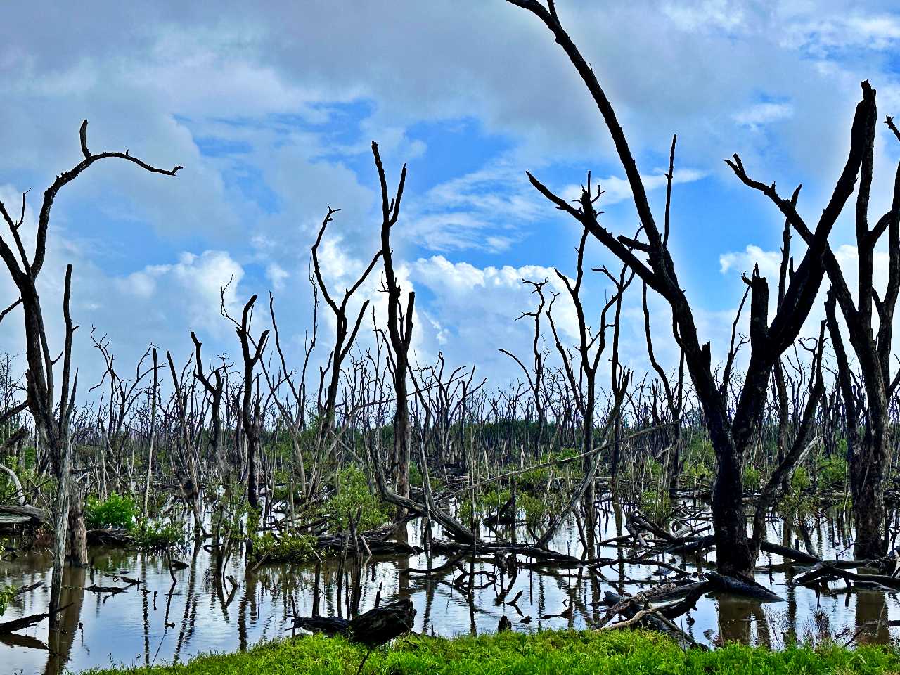 dead, bare tree branches fill a marshy landscape